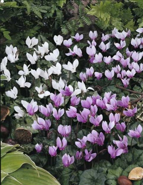 Cyclamen Hardy Mixed0