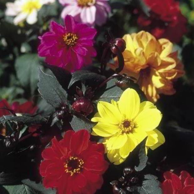 Gherghine Dahlia Bronze Leaf mix 