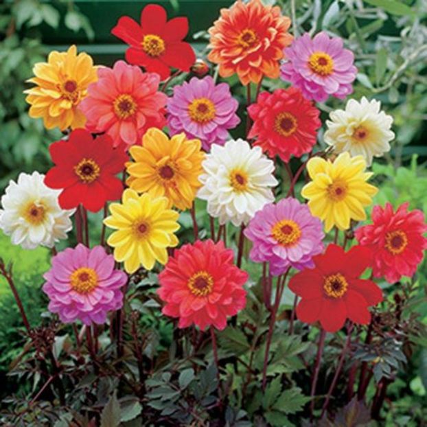 Gherghine Dahlia Bronze Leaf mix0