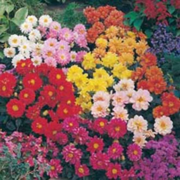 Gherghine Dahlia Bronze Leaf mix1