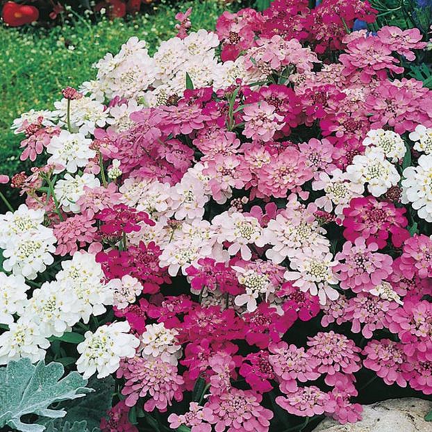 Lilicele Iberis Fairy mix