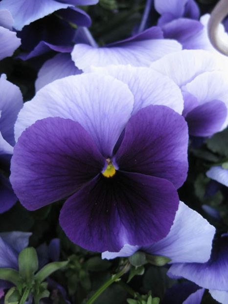 Panselute Viola Beaconsfield 