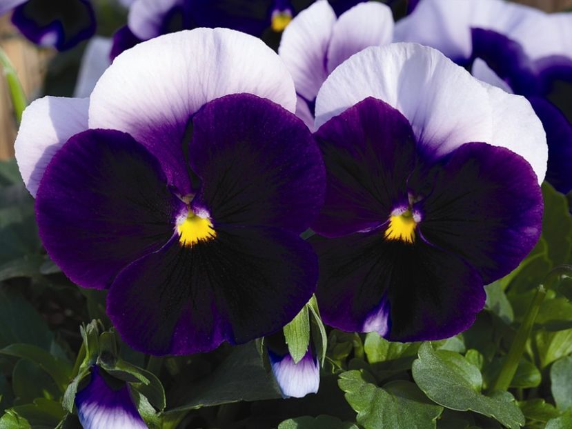 Panselute Viola Beaconsfield