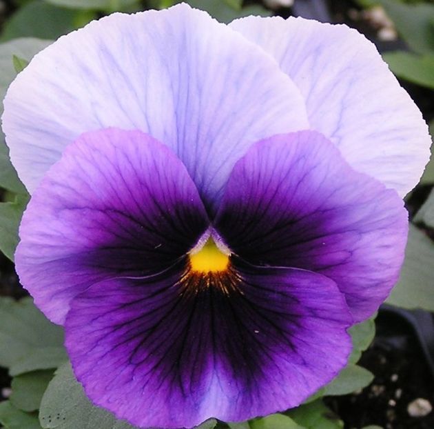 Panselute Viola Beaconsfield0