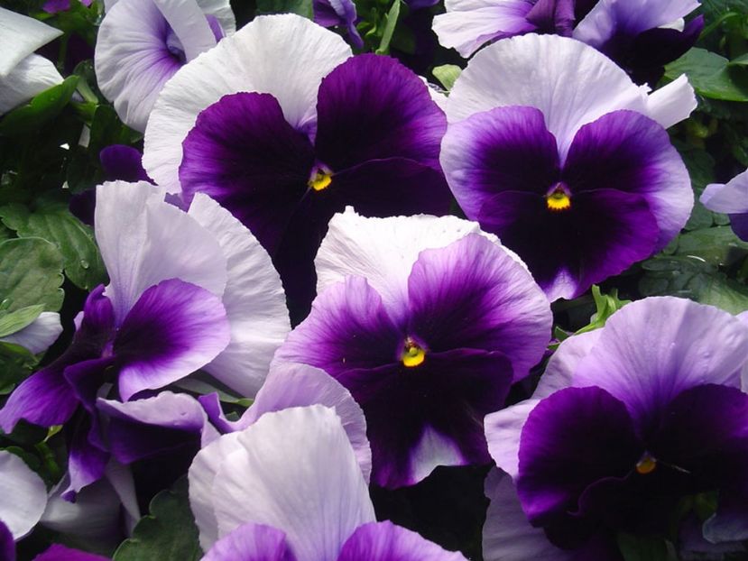 Panselute Viola Beaconsfield1