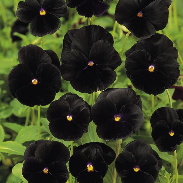 Panselute Viola Blackjack0