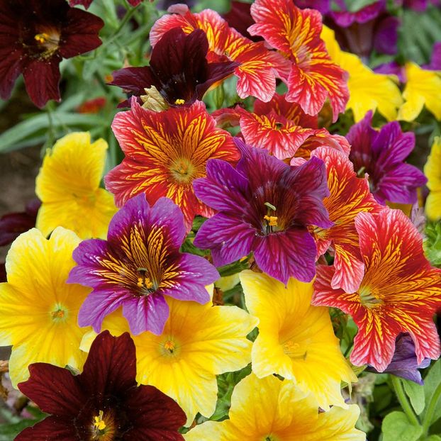 Salpiglossis Bolero mix 