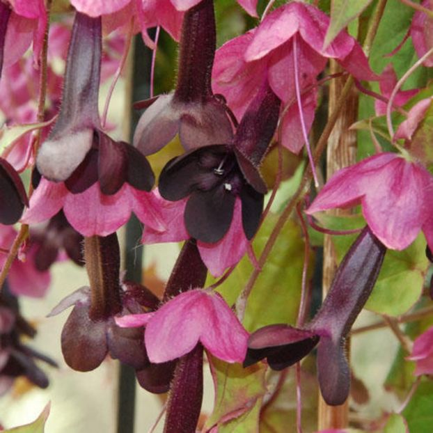 Rhodochiton Purple Bell Vine 1