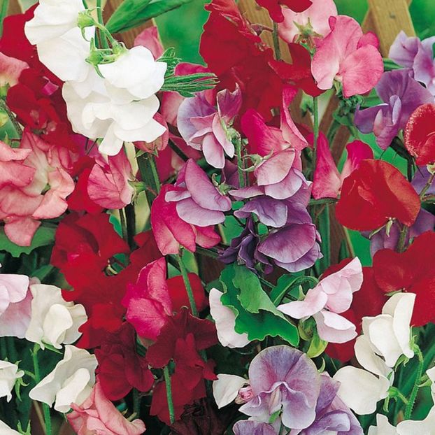 Sangele Voinicului Lathyrus Jet set mix