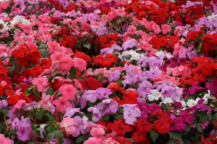 Sporul casei Impatiens Safari Mixed0