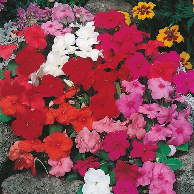 Sporul casei Impatiens Safari Mixed