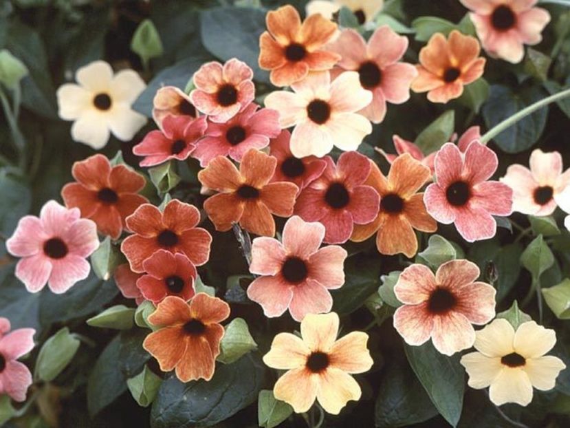 Suzana cu ochi negri Thunbergia alata African Sunset Mix