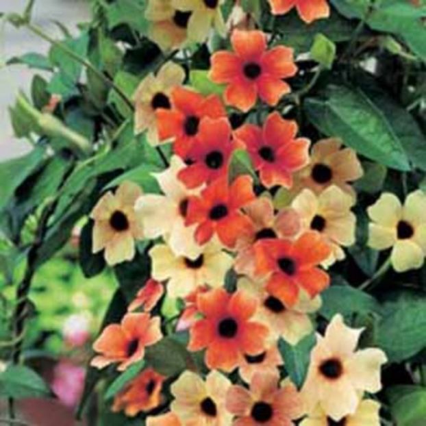 Suzana cu ochi negri Thunbergia Sunset Shades