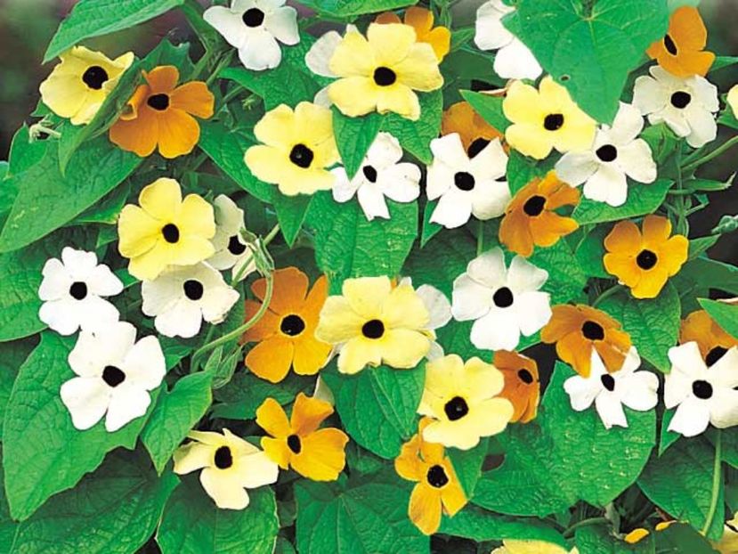 Suzana cu ochi negri Thunbergia mix