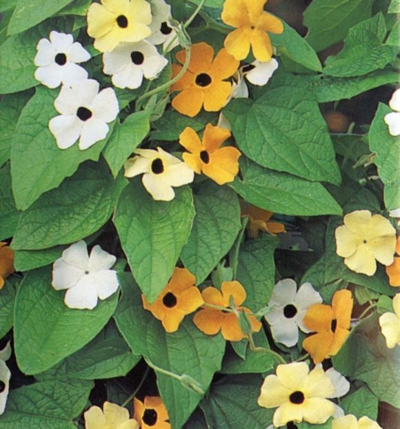 Thunbergia-(Suzana cu ochi negri)susie mix