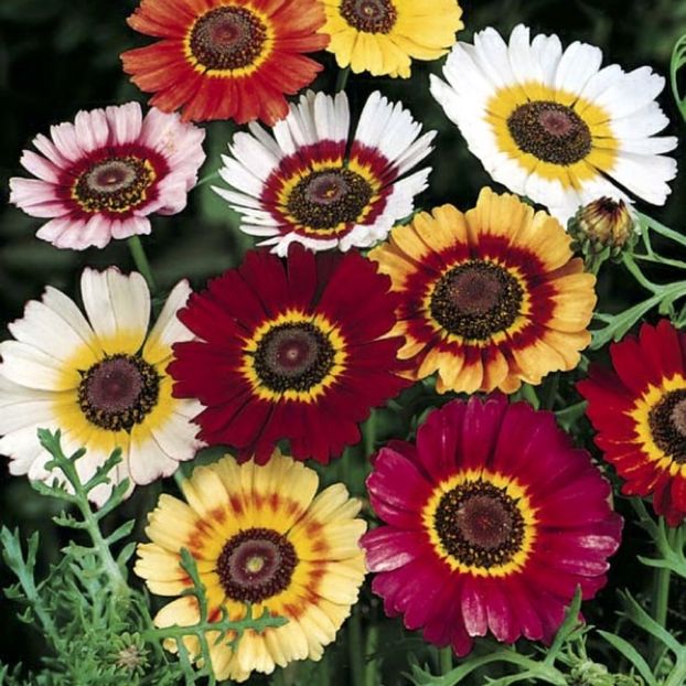 Tufănele Chrysanthemum carinatum rainbow mix