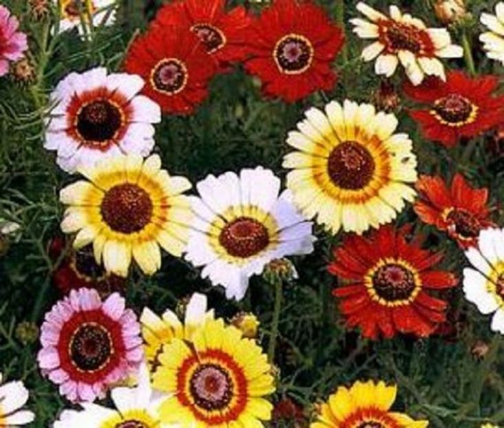 Tufănele Chrysanthemum carinatum Tricolour Single Mix1