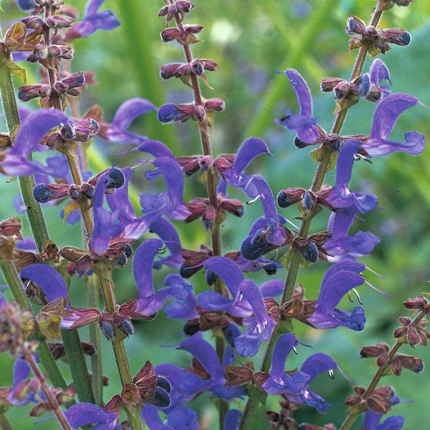 Salvia transylvanica