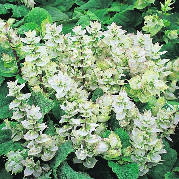 Iarba Sf Ioan   salvia sclarea Alba - SEMINTE HOBBY flori