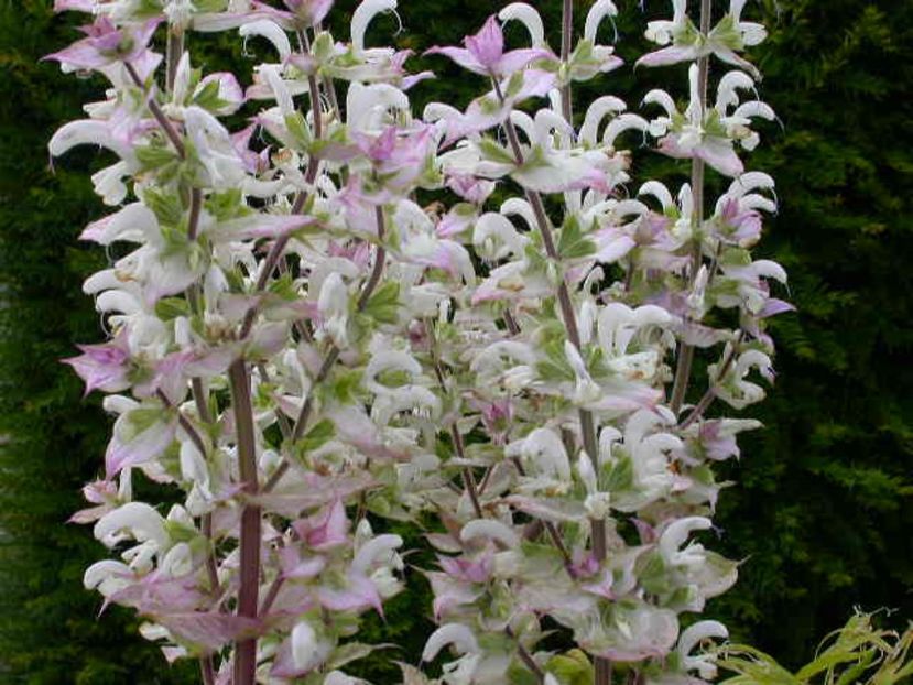 Iarba Sf Ioan  salvia sclarea Alba1,1 - SEMINTE HOBBY flori