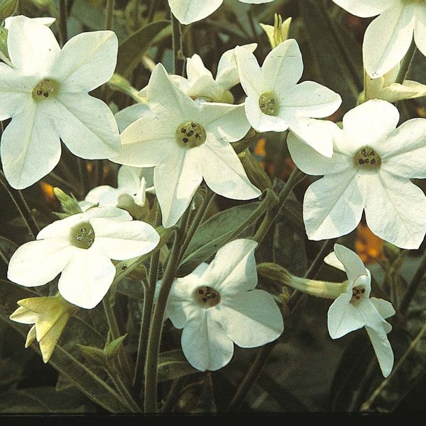 Regina noptii (Nicotiana) Fragrant Cloud - SEMINTE HOBBY flori