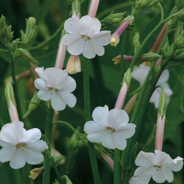 Regina noptii de padure     Nicotiana suaveolens - SEMINTE HOBBY flori