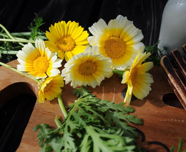 chrysanthemum coronaria Shungiku