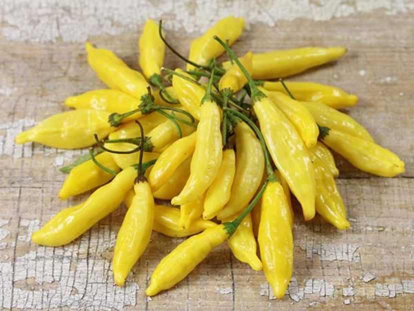 Ardei iute Lemon1 - SEMINTE HOBBY de legume si plante aromatice