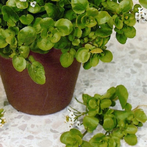 Cresson de iarna American Land2 - SEMINTE HOBBY de legume si plante aromatice