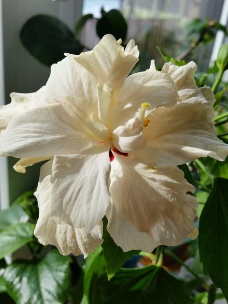 Classic white - Hibiscusi 2017