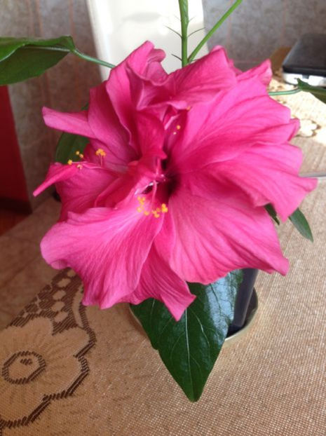 classic rosa - hibiscus