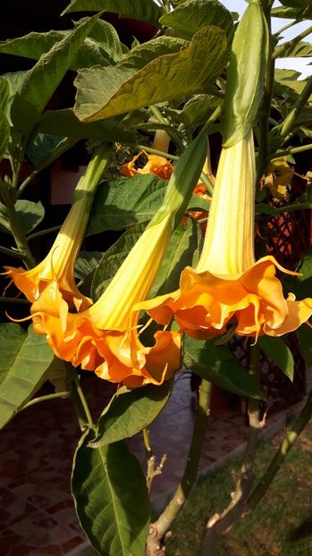  - BRUGMANSIA 2016