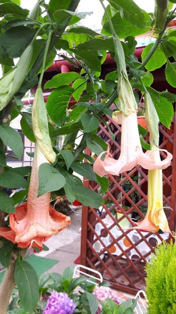  - BRUGMANSIA 2016