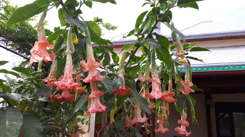  - BRUGMANSIA 2016