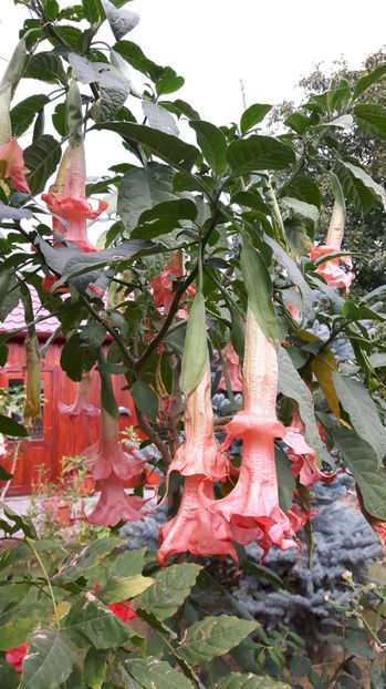  - BRUGMANSIA 2016