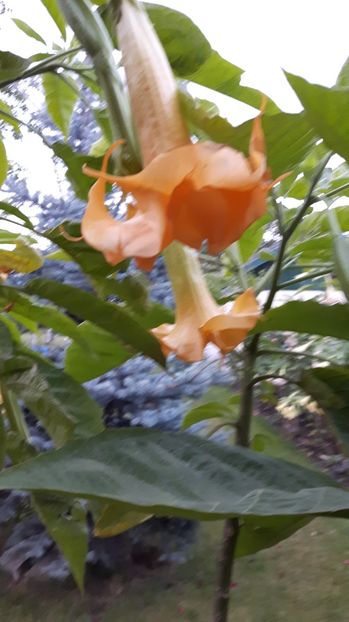  - BRUGMANSIA 2016