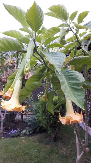  - BRUGMANSIA 2016