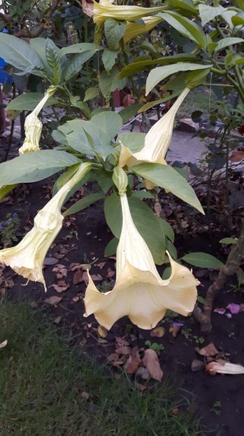  - BRUGMANSIA 2016