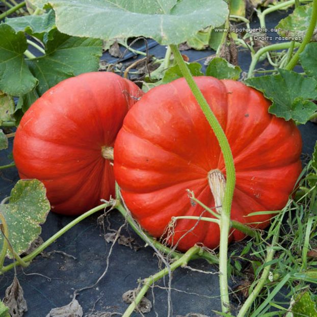 Dovleac Rouge Vif D Etampes 