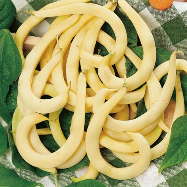 Fasole urcatoare inelata Anellino Giallo
