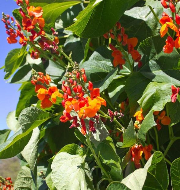 Fasole urcatoare Scarlet Emperor 0 