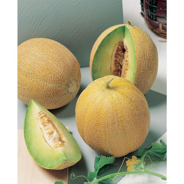 Pepene galben Arava F13