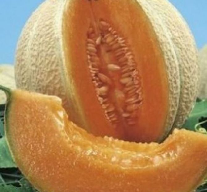 Pepene galben Melba3
