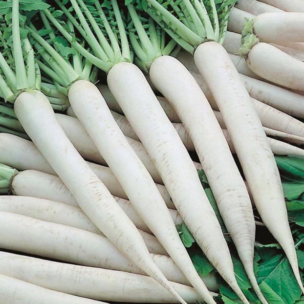 Ridichi asiatice (Daikon) Mino Early