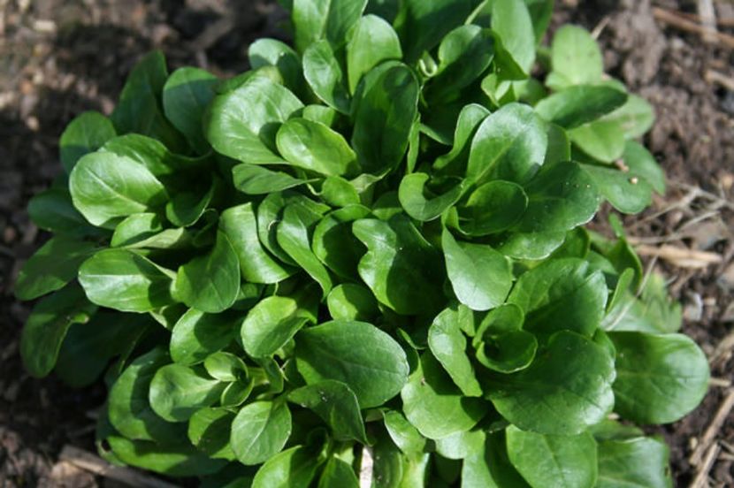 Fetică Valerianella Lambs lettuce Valentin 0