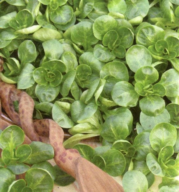 Fetică Valerianella Lambs lettuce Valentin