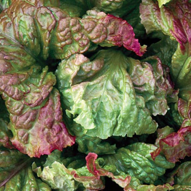 Salata Rosa di Trento capatana verde rosie