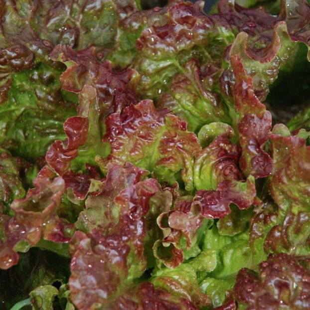 Salata Rosa di Trento capatana verde rosie 