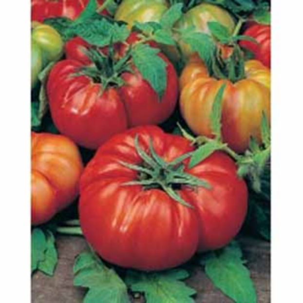 Tomate Costoluto Fiorentino