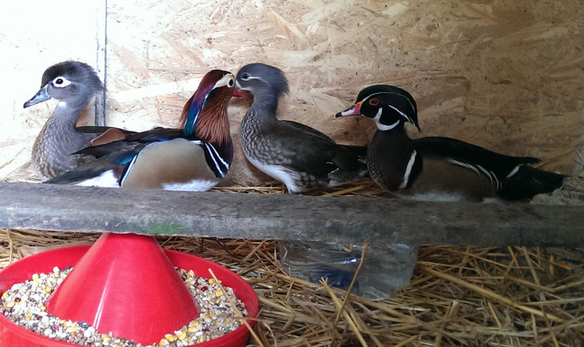 Mandarine si caroline standard_05